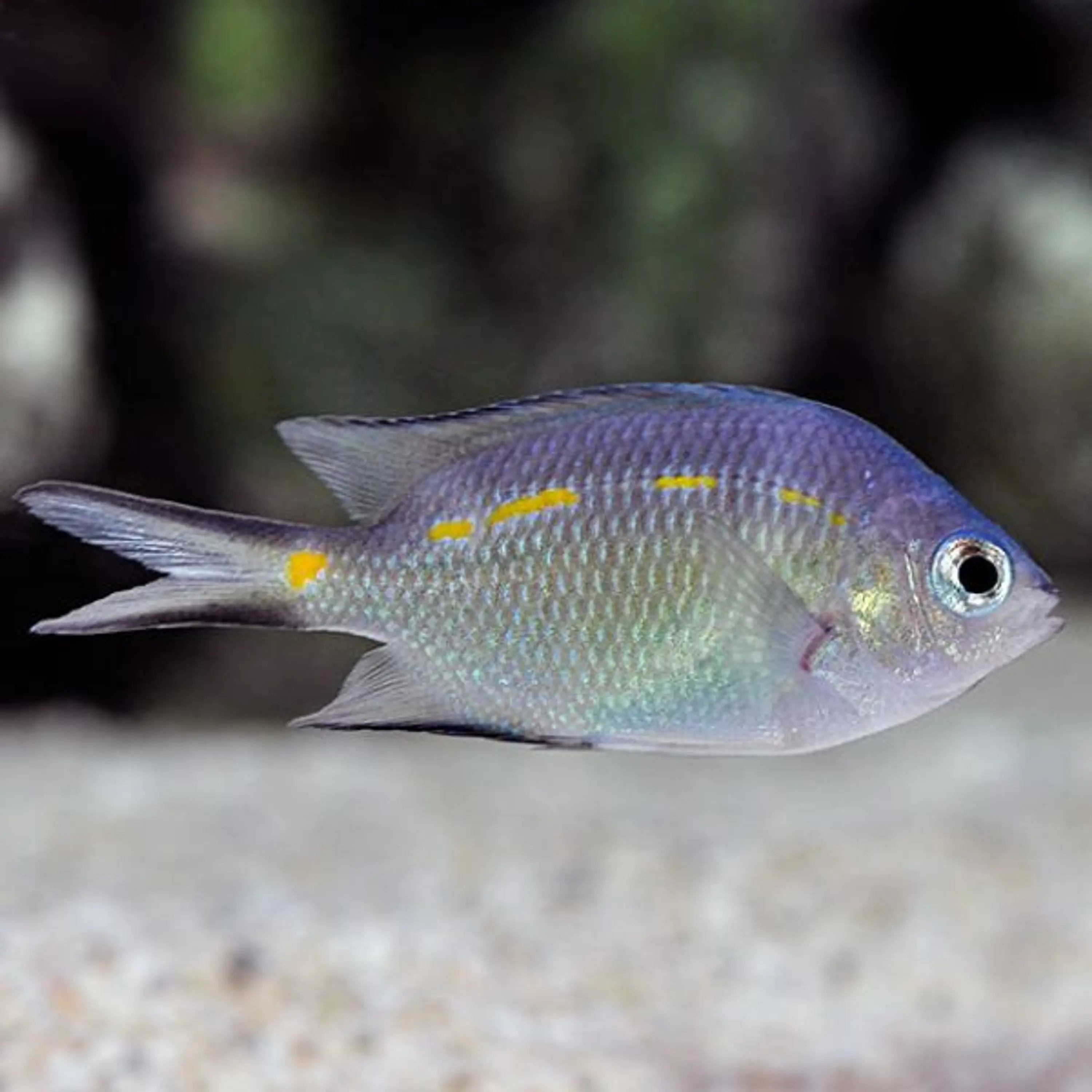 Acanthochromis polyacanthus