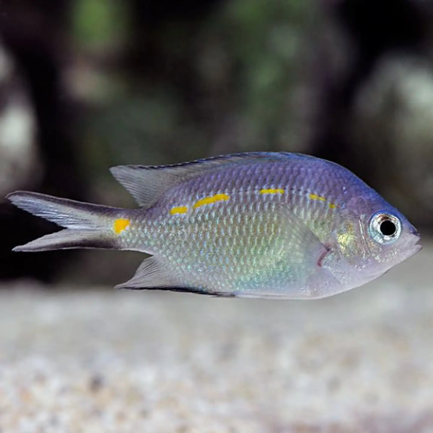 Acanthochromis polyacanthus 1