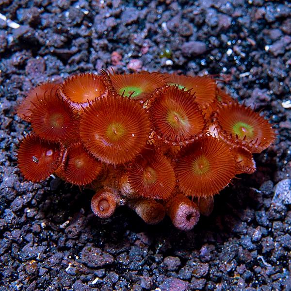 Protopalythoa