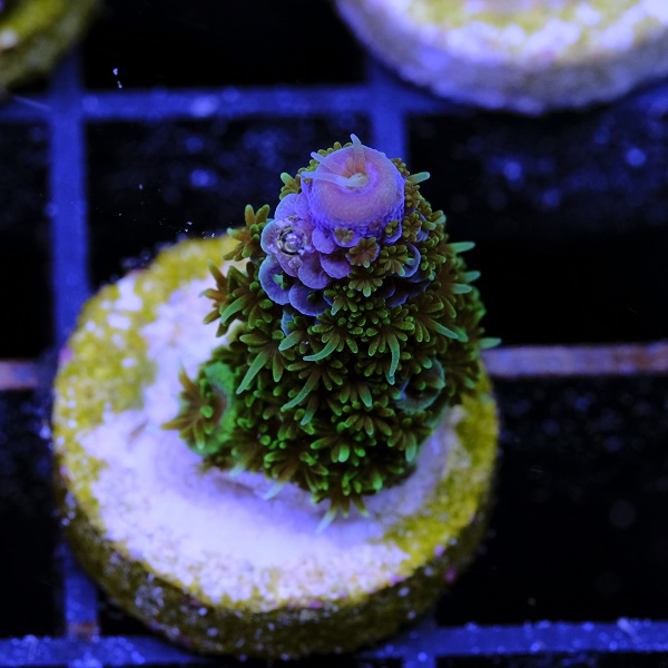 Acropora Spathulata Ice
