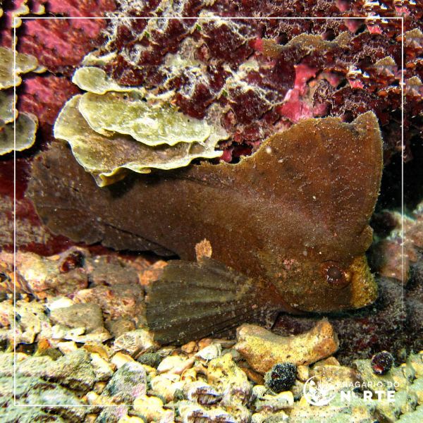 Ablabys taenianotus