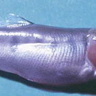 Vírus pancreático necrótico infeccioso 1
