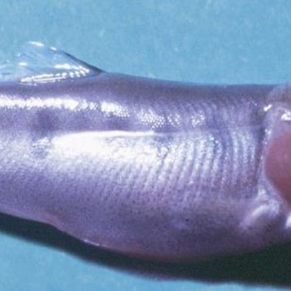 Vírus pancreático necrótico infeccioso 1