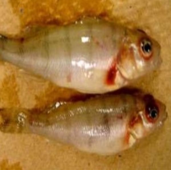 Vírus pancreático necrótico infeccioso 2