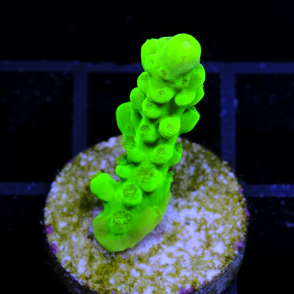Acropora Austera Neon
