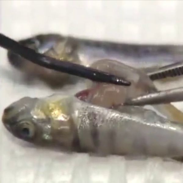 Vírus pancreático necrótico infeccioso 3