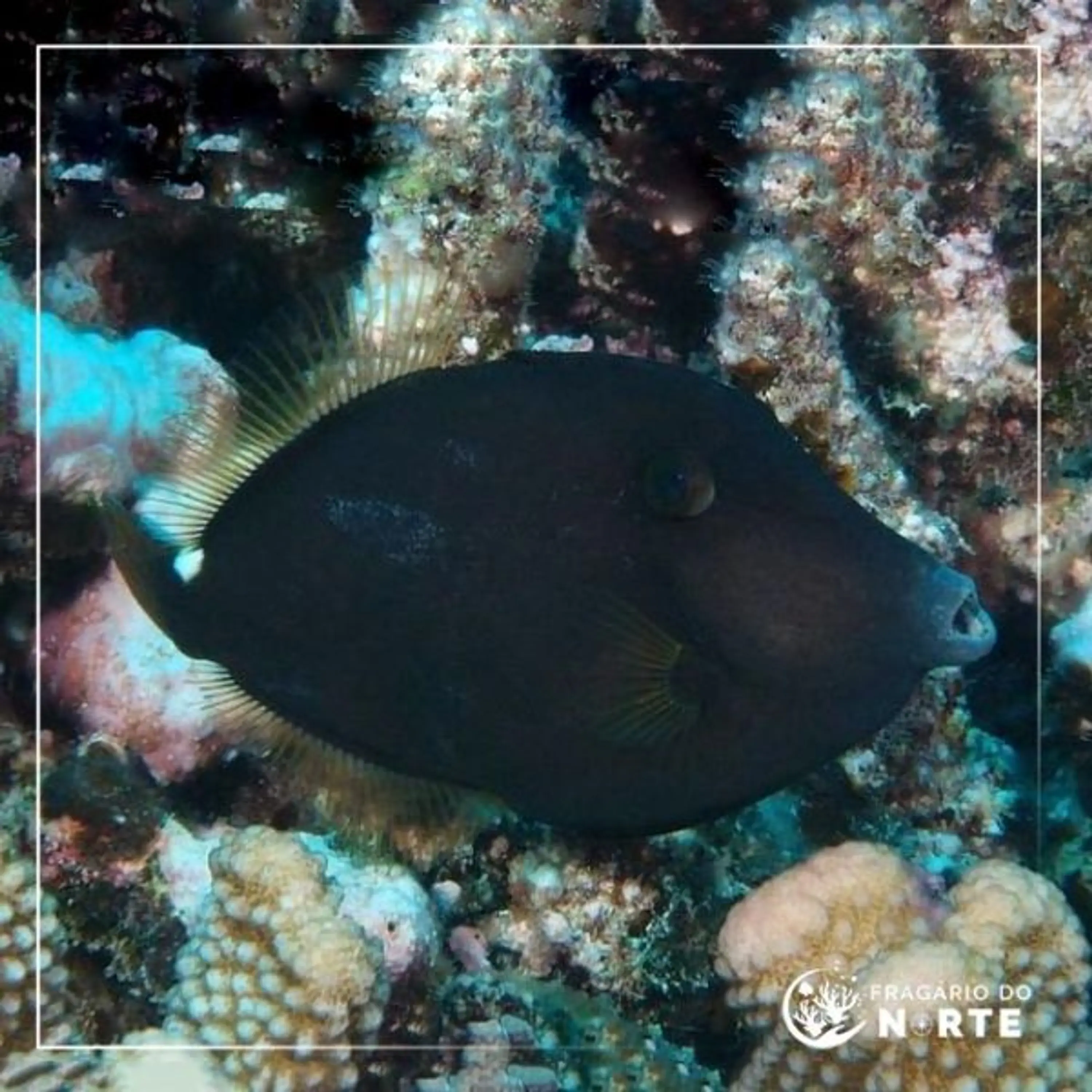 Cantherhinus pardalis