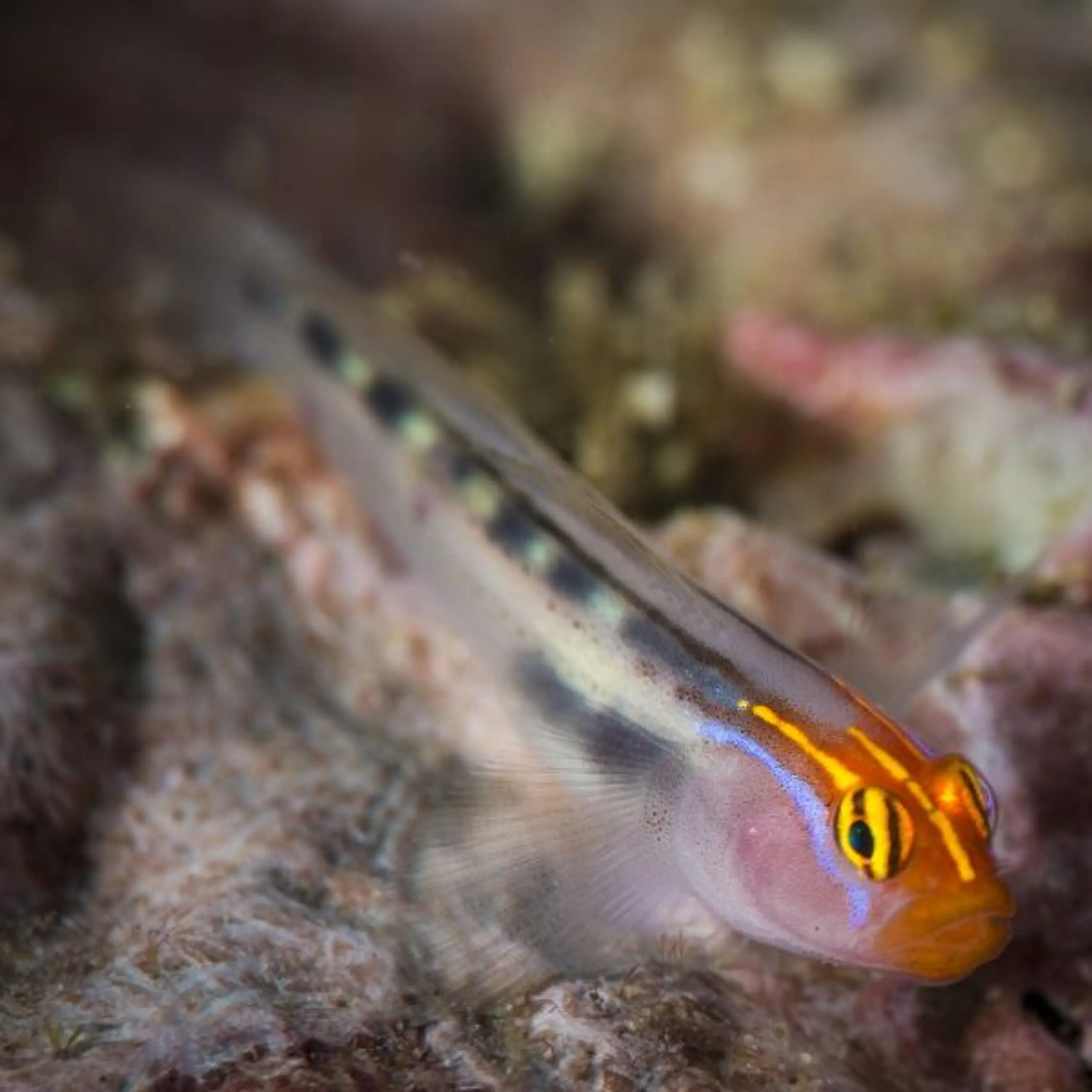 Elacatinus puncticulatus