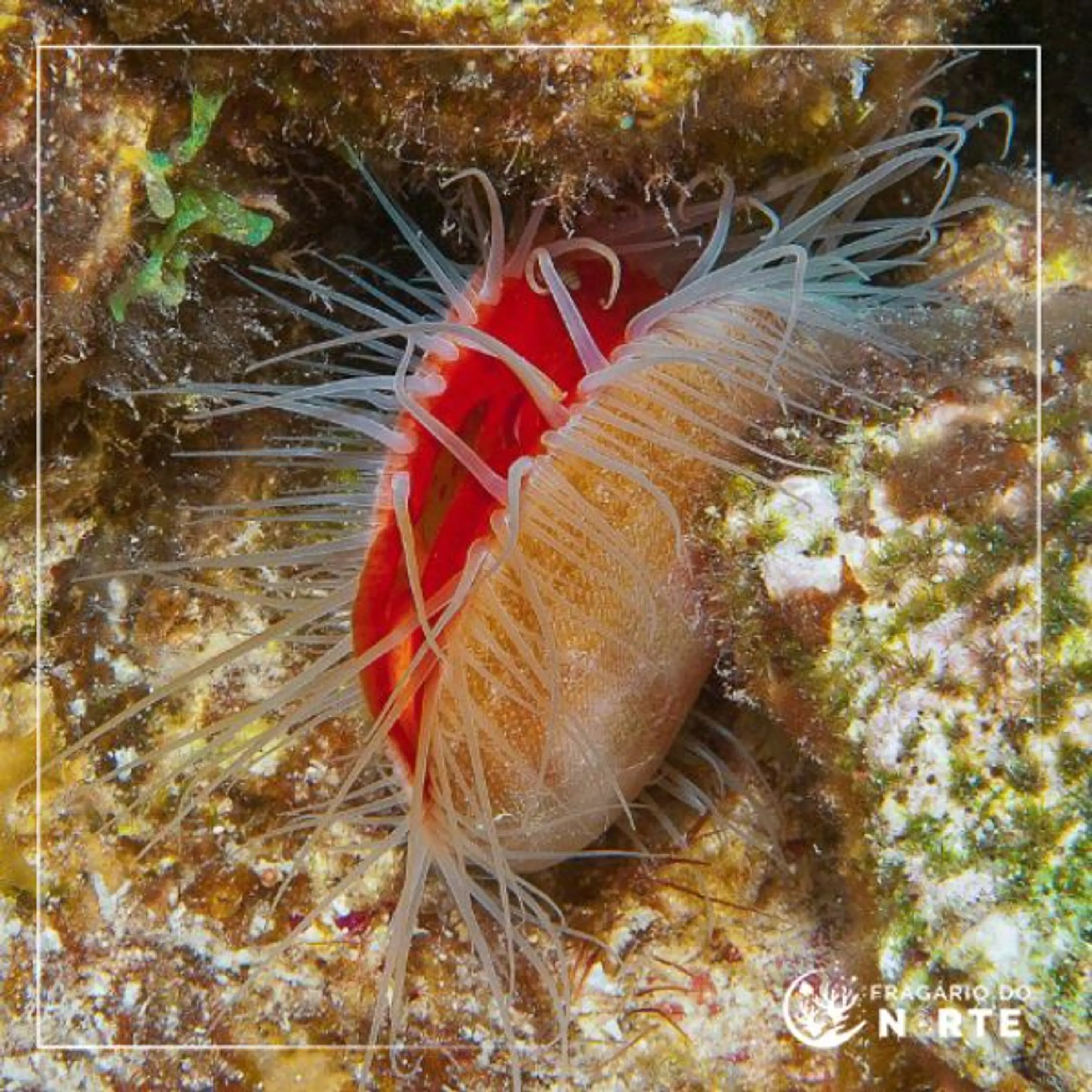 Lima scabra
