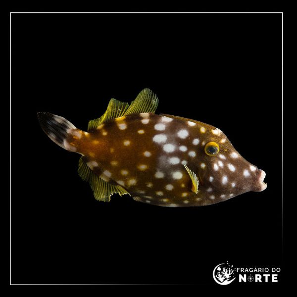 Cantherhines macrocerus