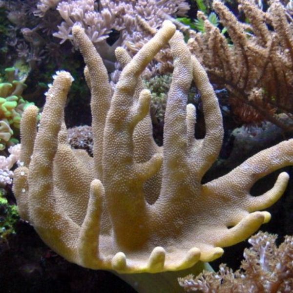 Lobophytum