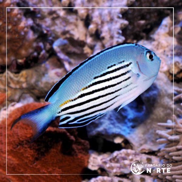 Genicanthus watanabei