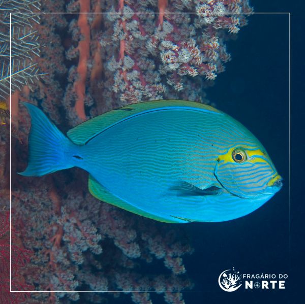 Acanthurus mata
