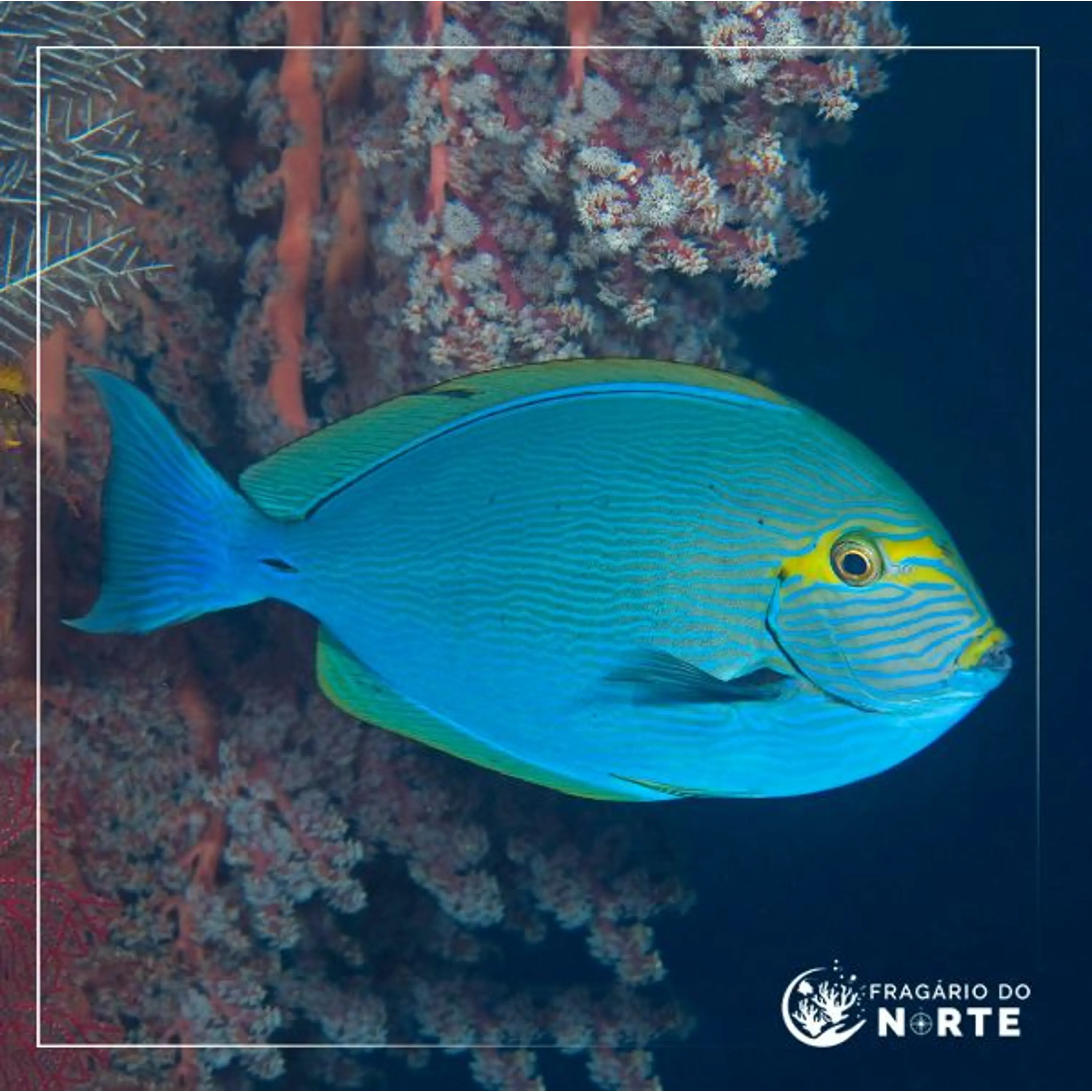 Acanthurus mata