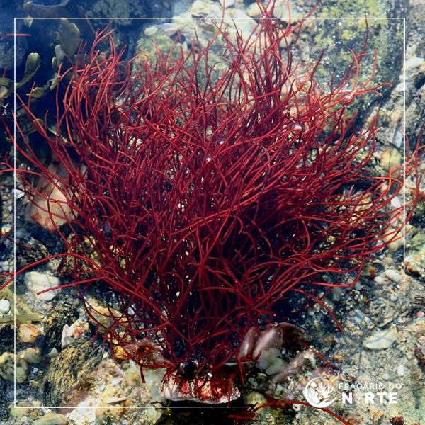 Gracilaria spp