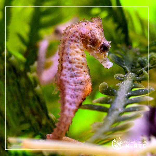 Hippocampus zosterae