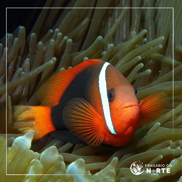 Amphiprion frenatus