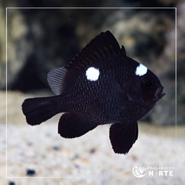 Dascyllus trimaculatus