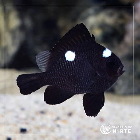 Dascyllus trimaculatus