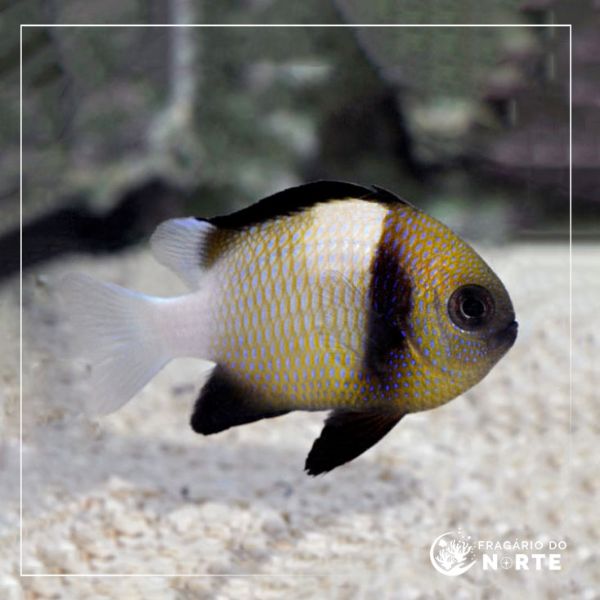 Dascyllus carneus