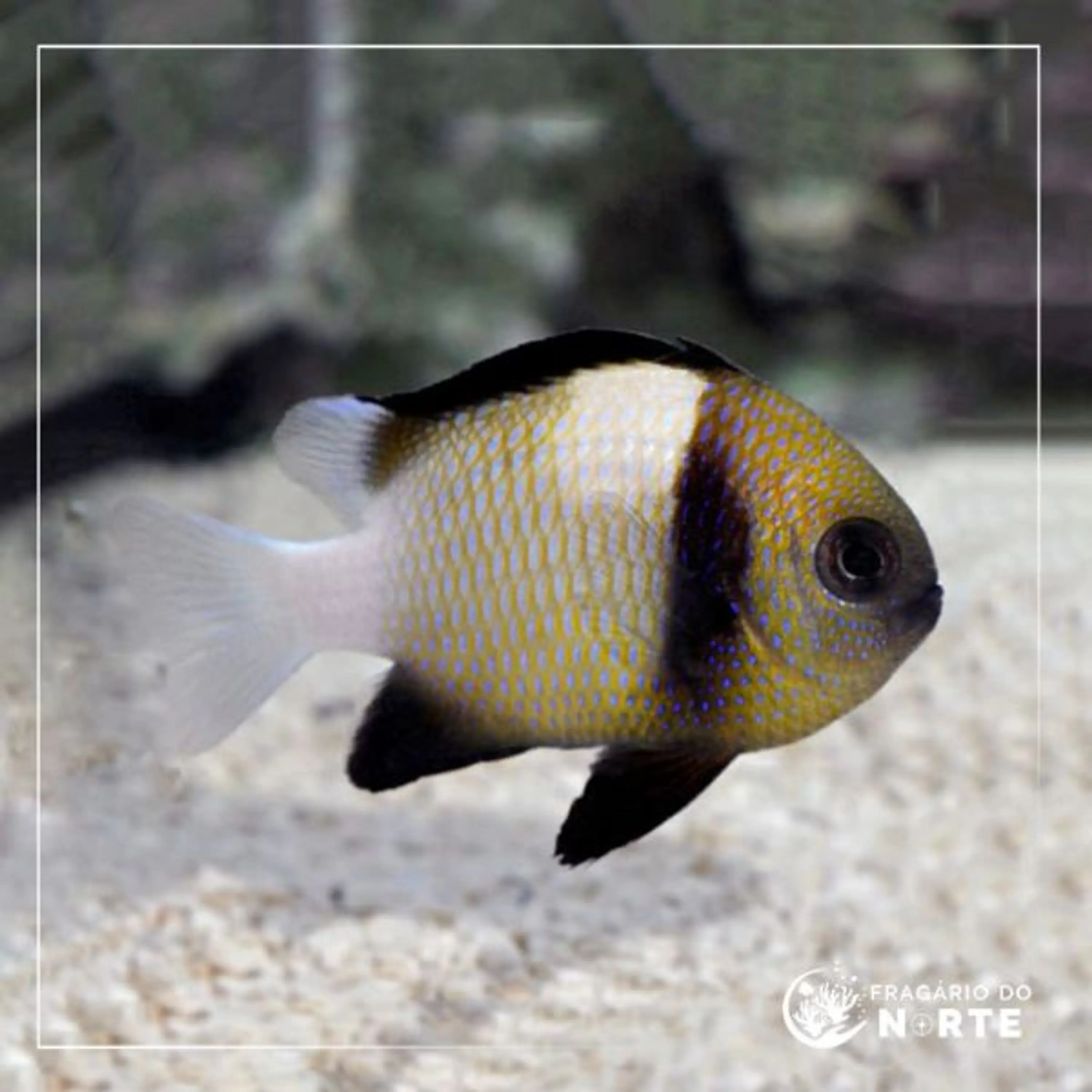 Dascyllus carneus