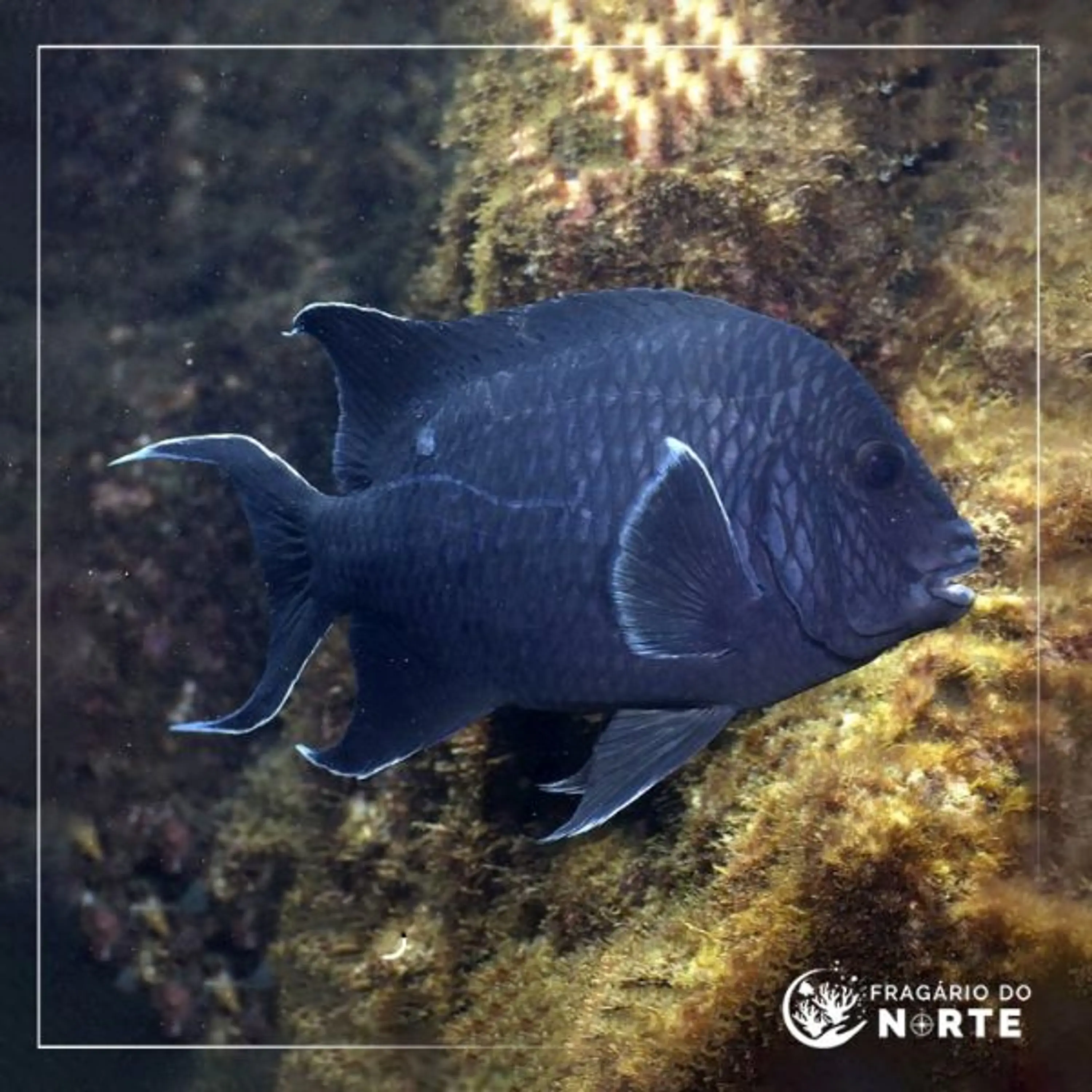 Microspathodon dorsalis