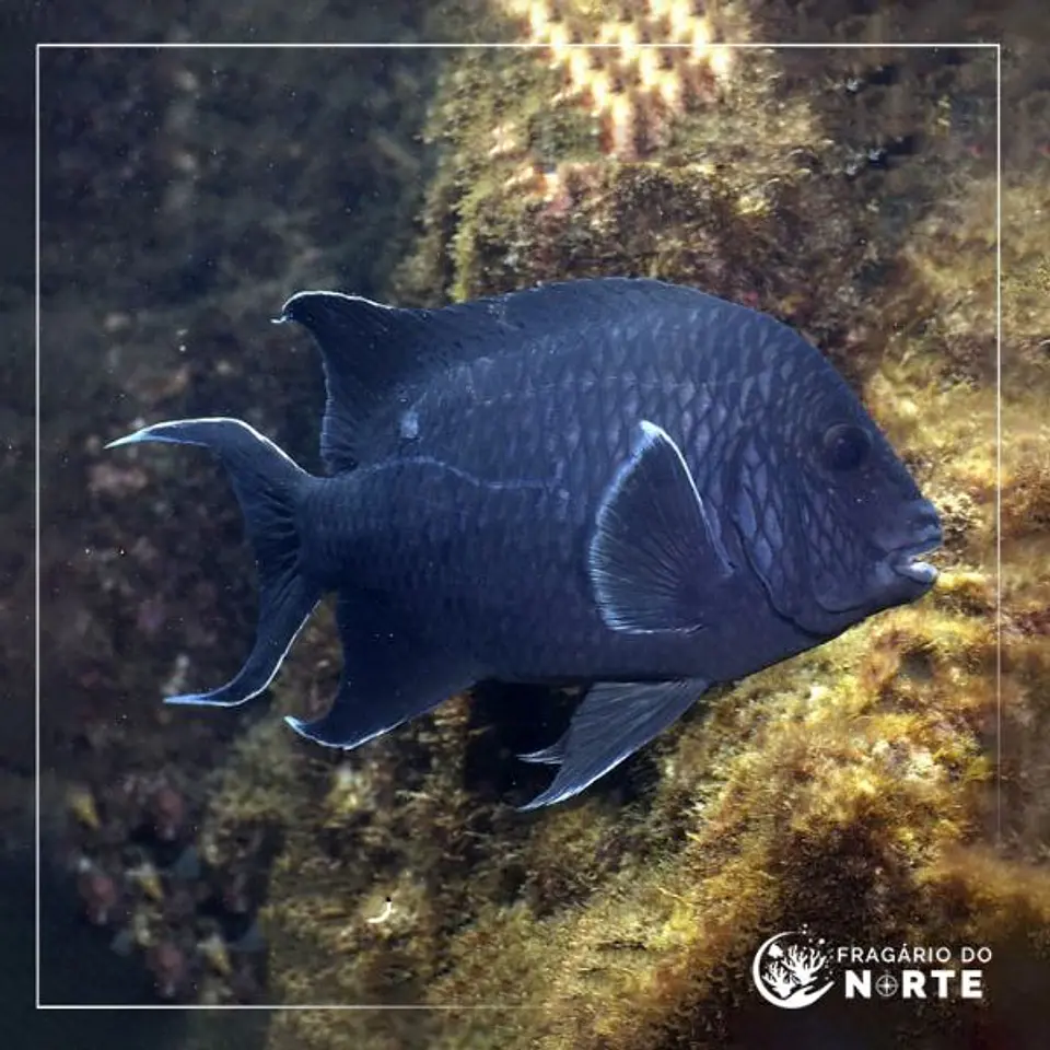 Microspathodon dorsalis 1