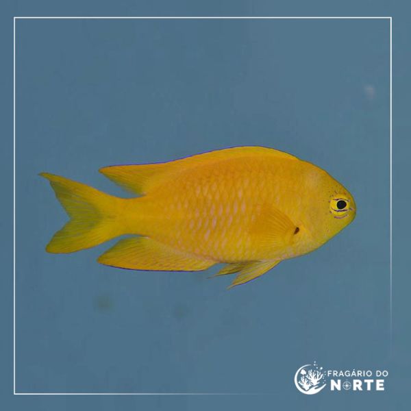 Pomacentrus pikei