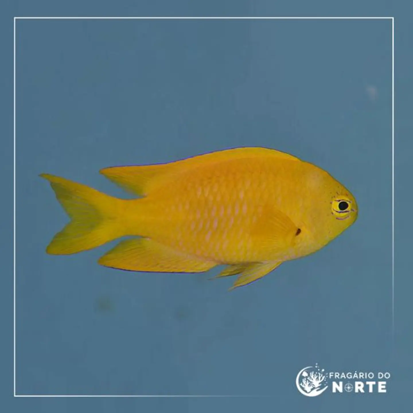 Pomacentrus pikei 1