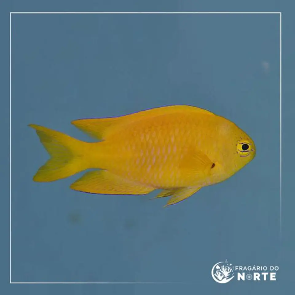 Pomacentrus pikei 1