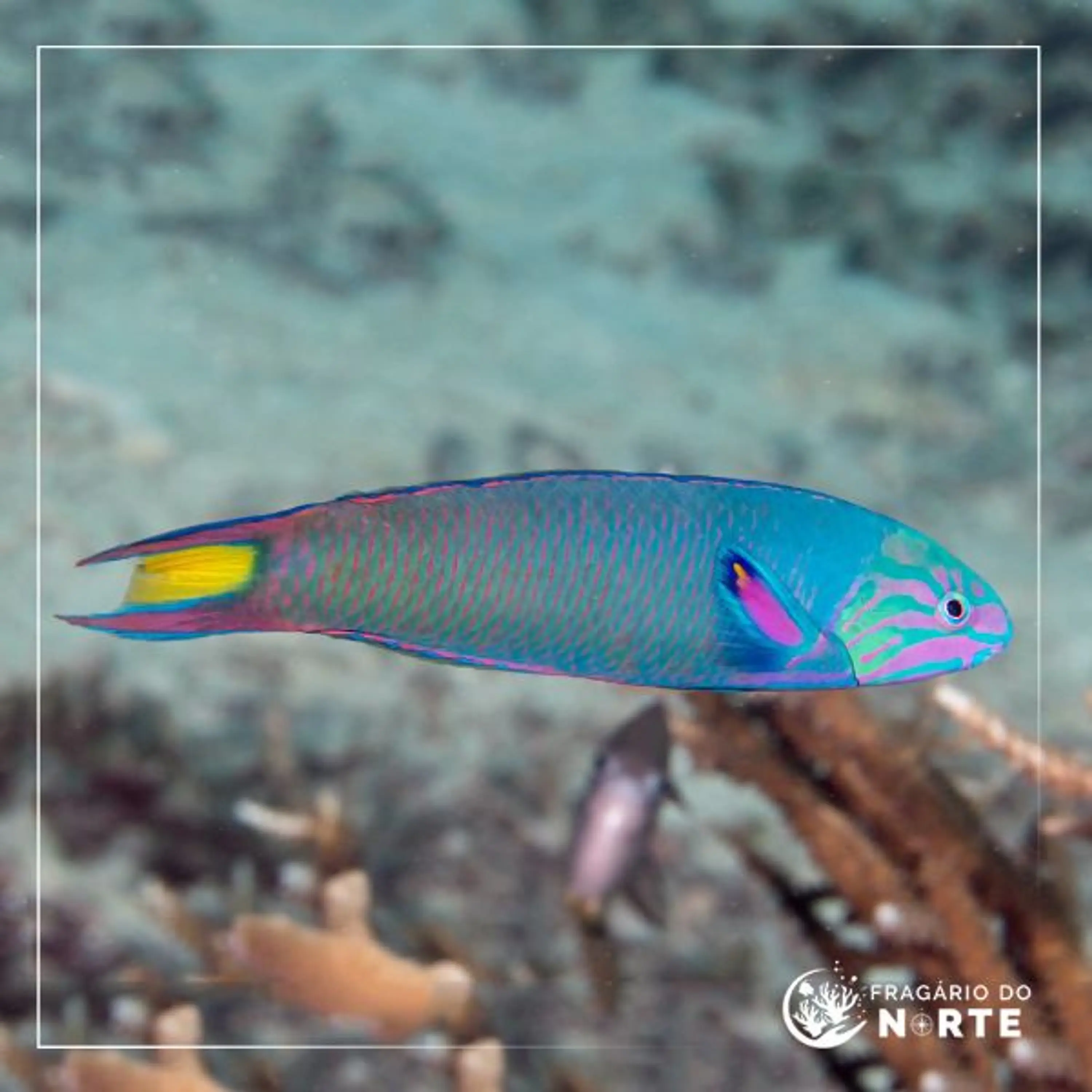 Thalassoma lunare