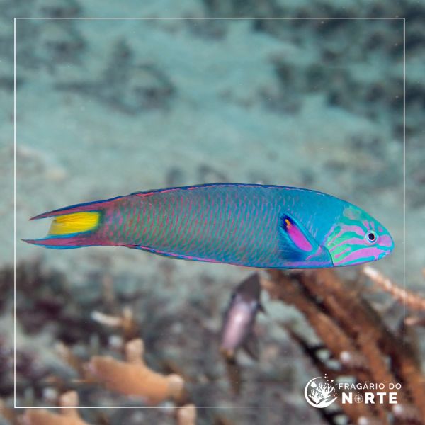 Thalassoma lunare