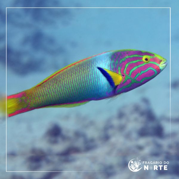Thalassoma grammaticum