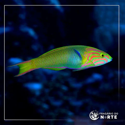 Thalassoma lutescens