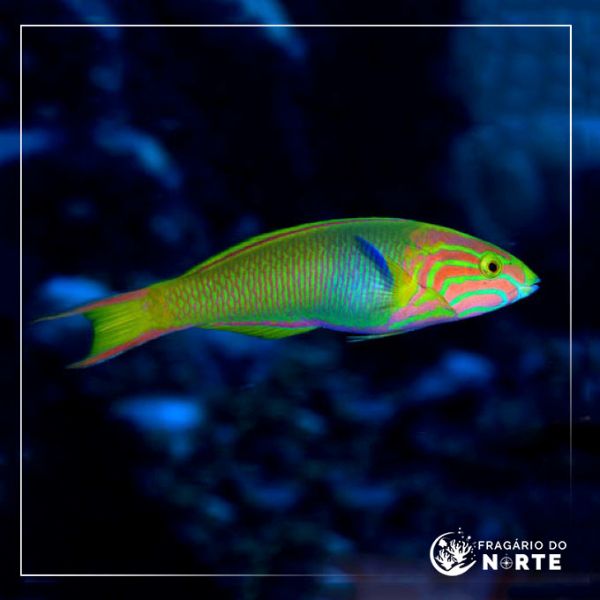 Thalassoma lutescens