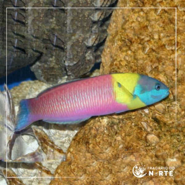 Thalassoma lucasanum