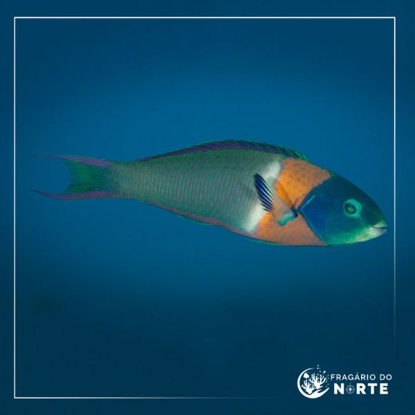 Thalassoma duperrey