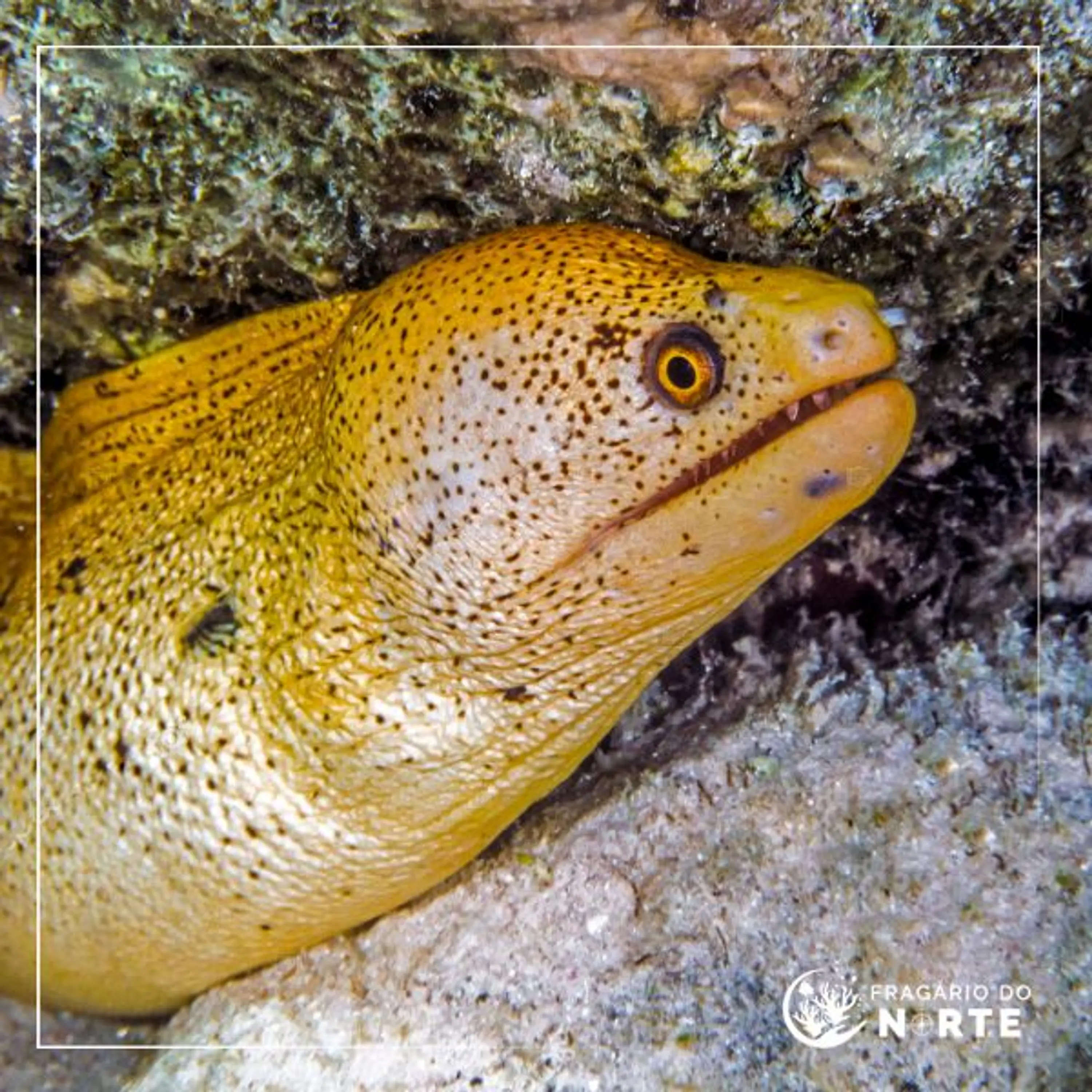 Gymnothorax miliaris