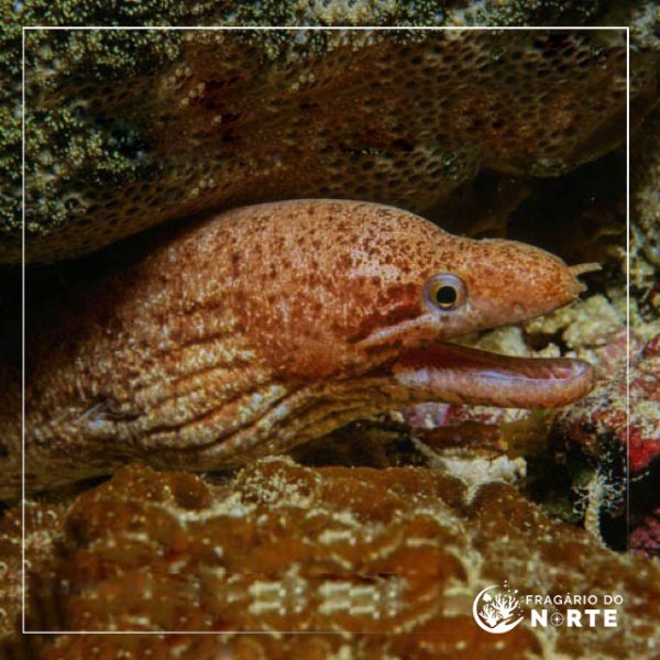 Gymnothorax zonipectis