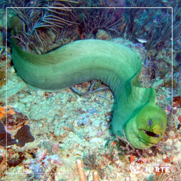 Gymnothorax funebris
