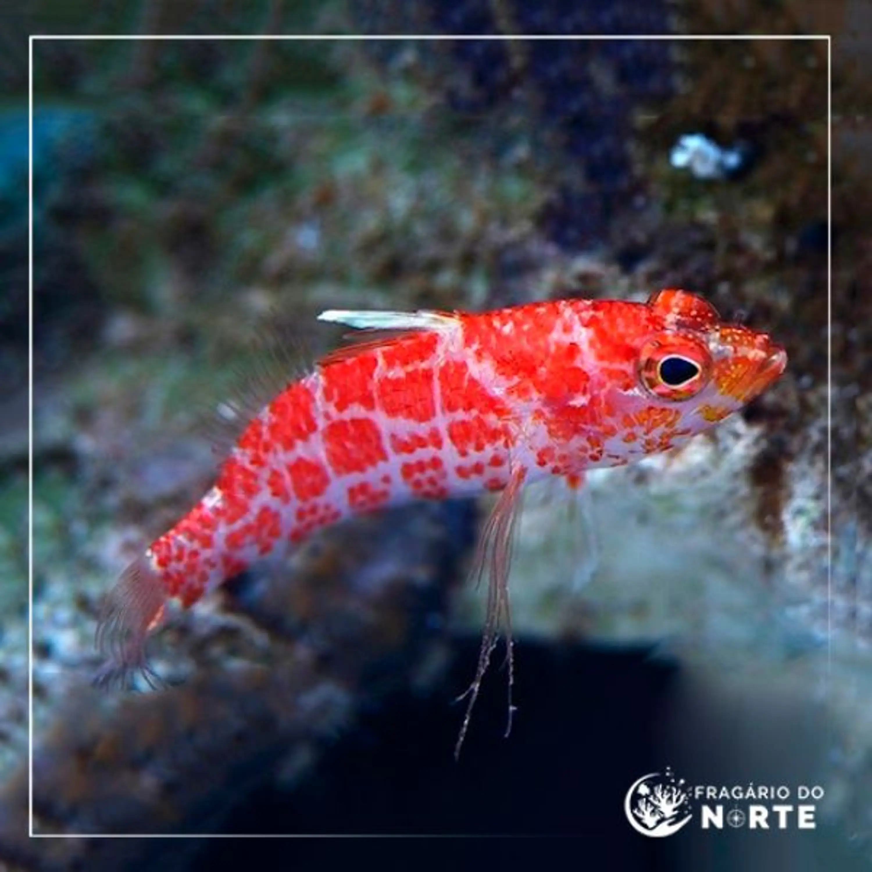 Plectranthias inermis