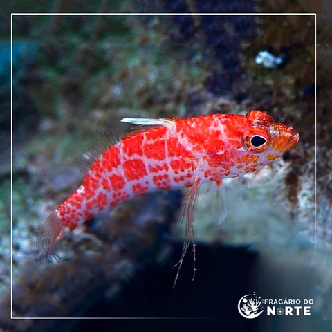 Plectranthias inermis