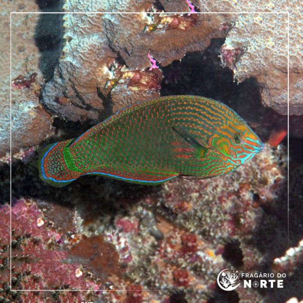 Halichoeres marginatus