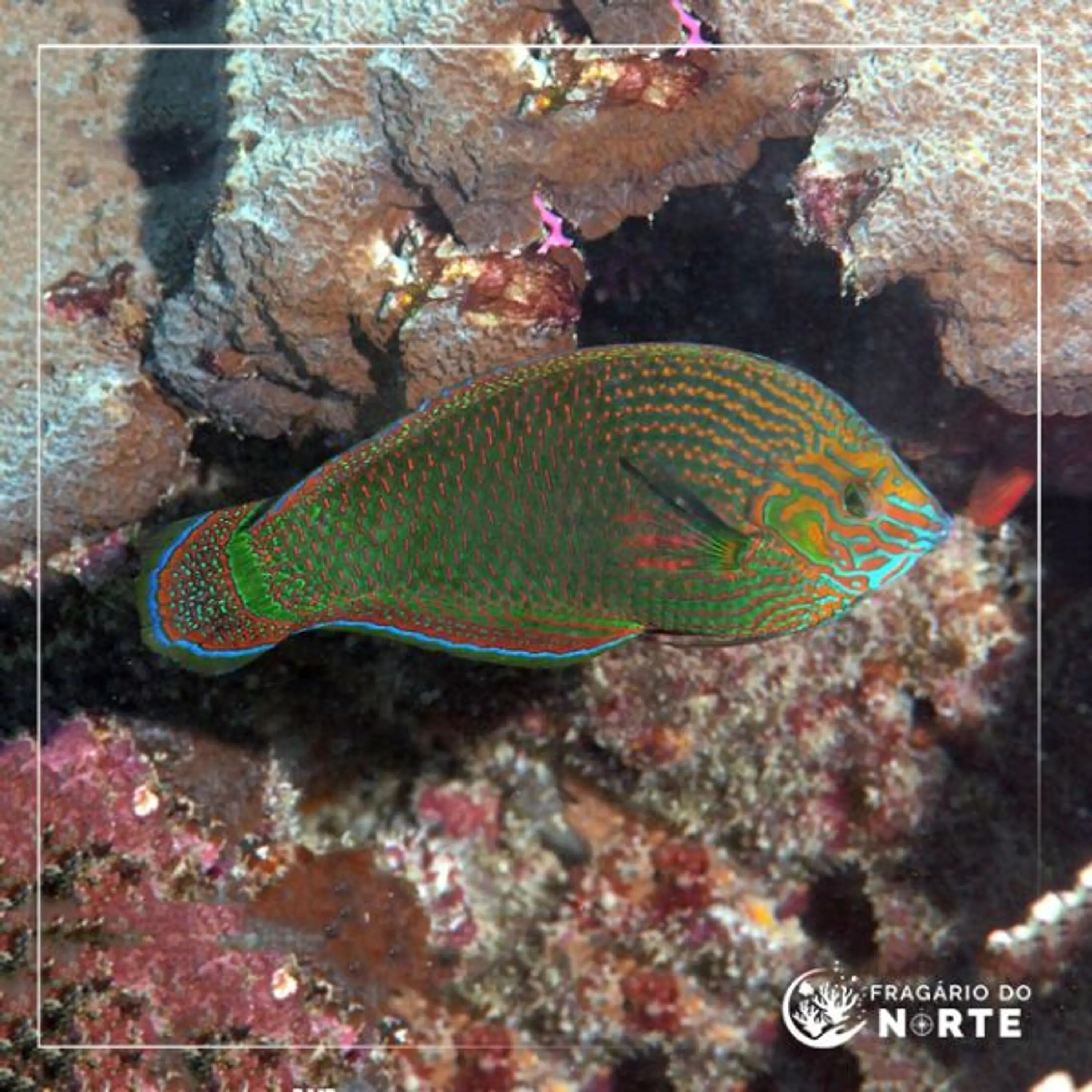 Halichoeres marginatus