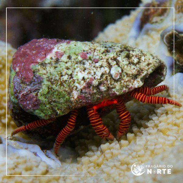 Ciliopagurus strigatus 1