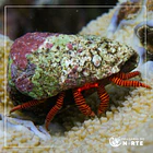 Ciliopagurus strigatus 1