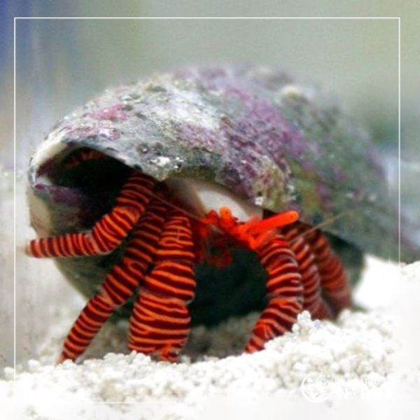 Ciliopagurus strigatus 2