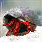 Ciliopagurus strigatus 2