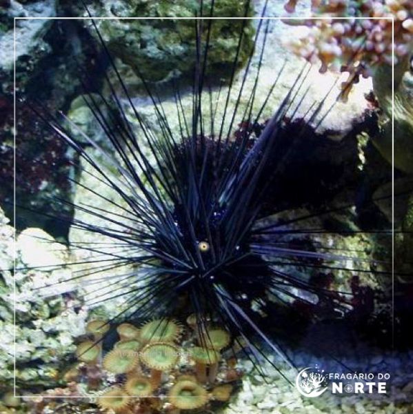 Diadema setosum