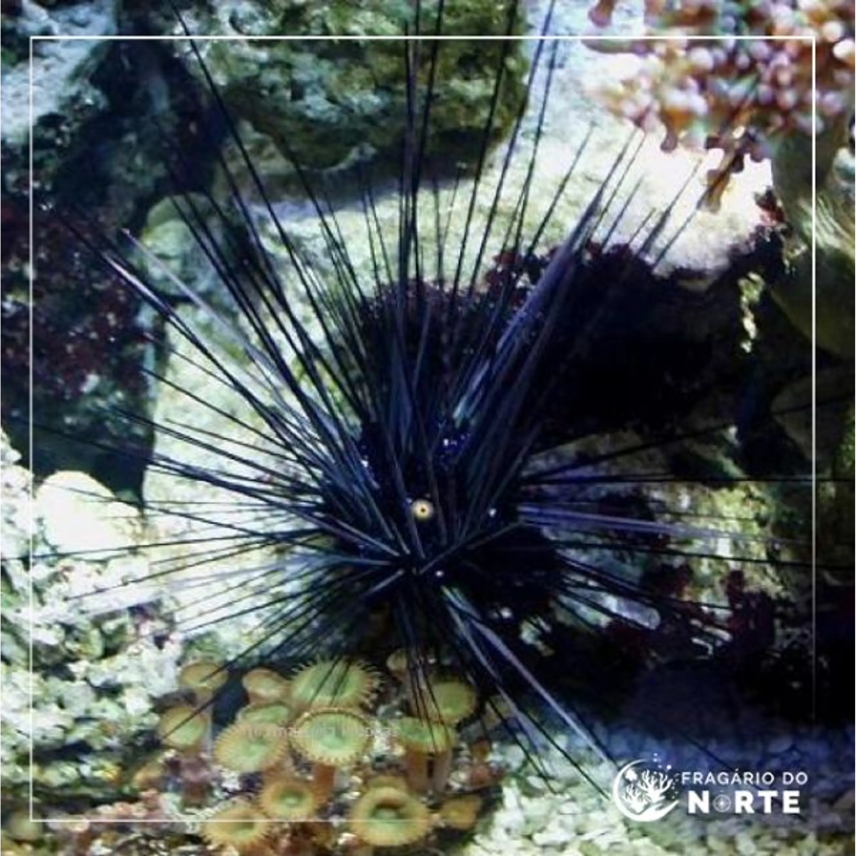 Diadema setosum